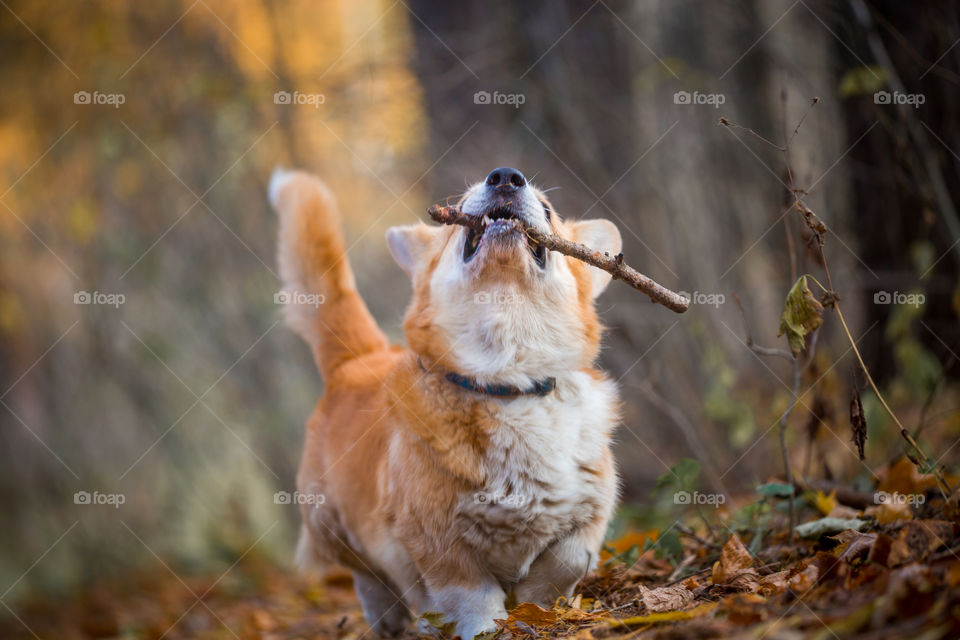 Welsh corgi pembroke in autumn park. 