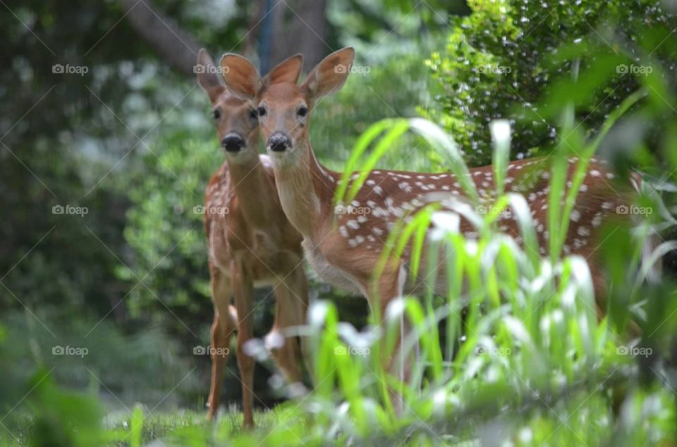 Friendly fawns. Two spotted fawns with faces together