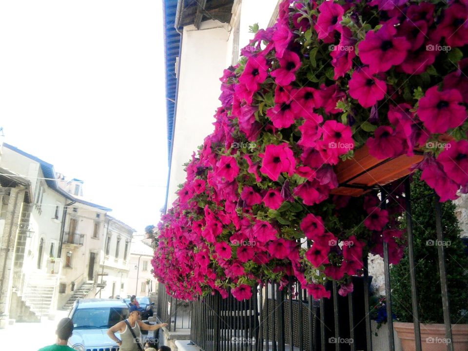 Beautiful red balcony flowers.