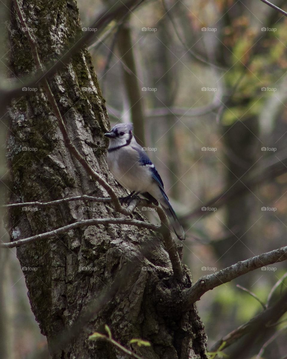 A Blue Jay’s Forest perch