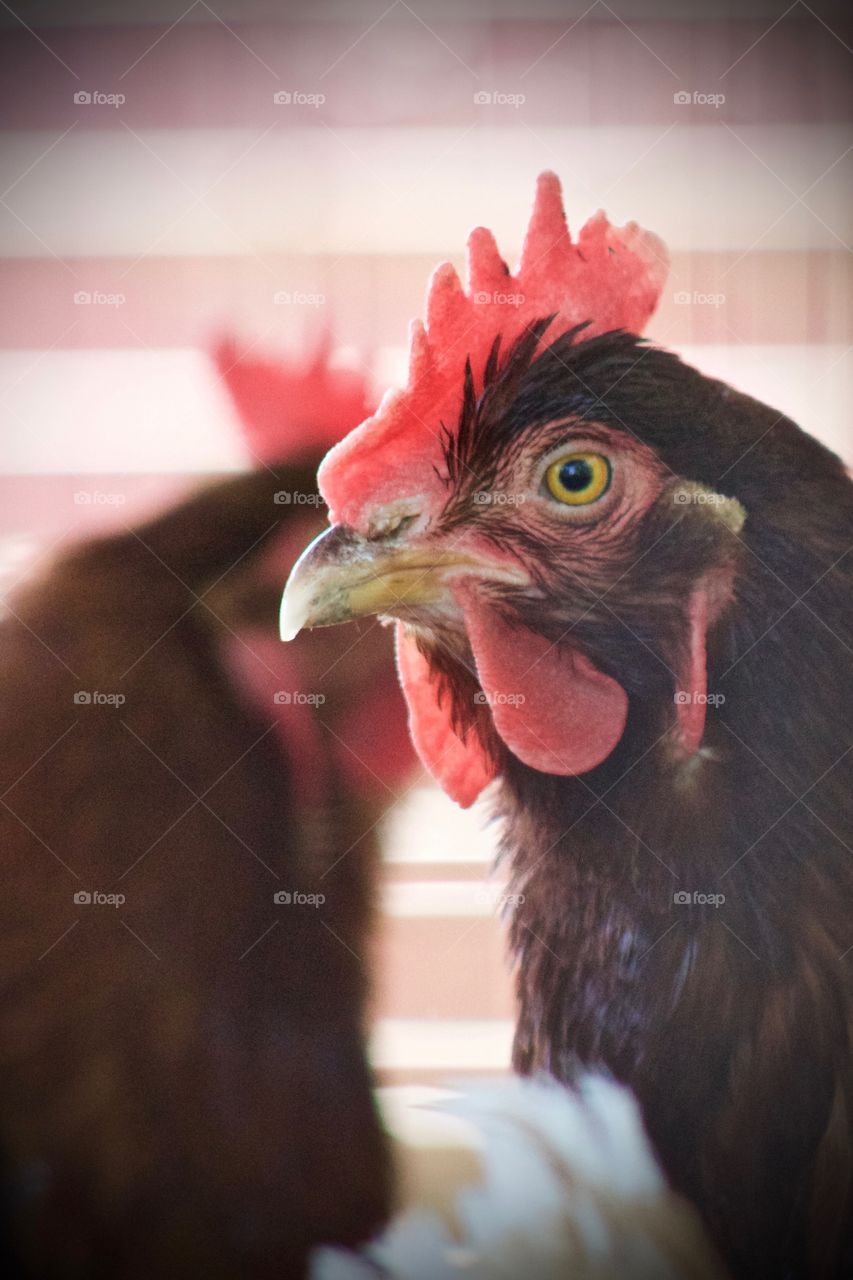 Closeup headshot of a brown hen with red comb and wattle in a chicken coop enclosure 