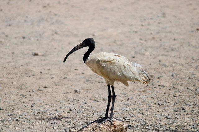 Oriental White Ibis