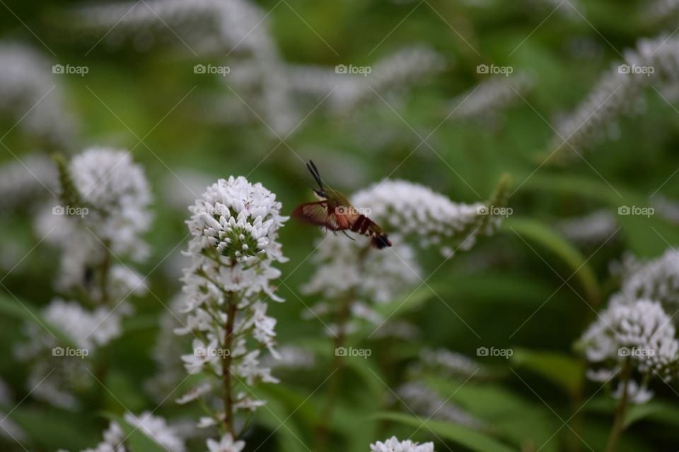 Hummingbird moth on flowers