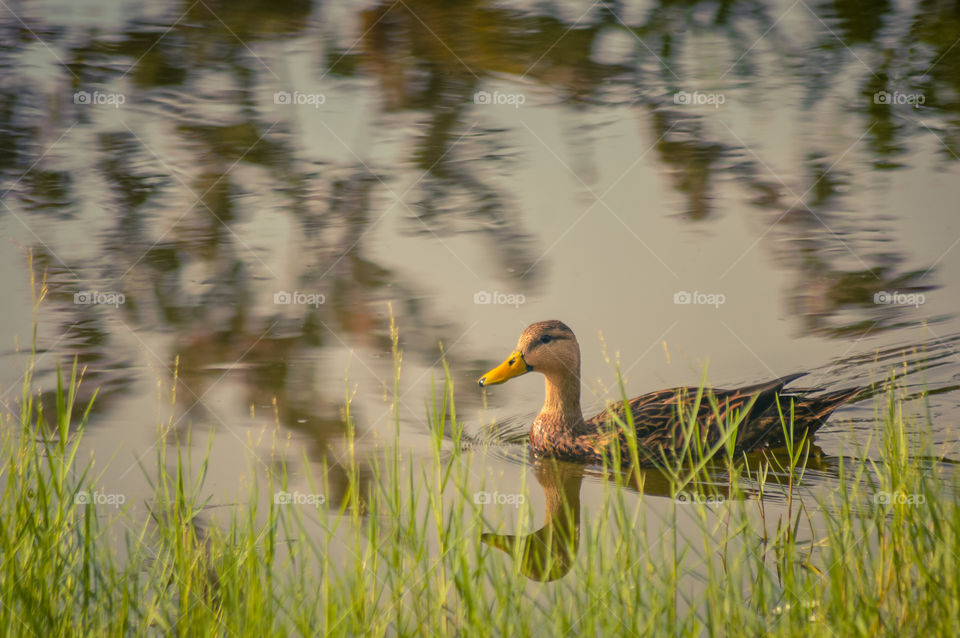 Duck in the water