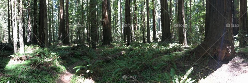 Avenue of the Giants - Redwoods