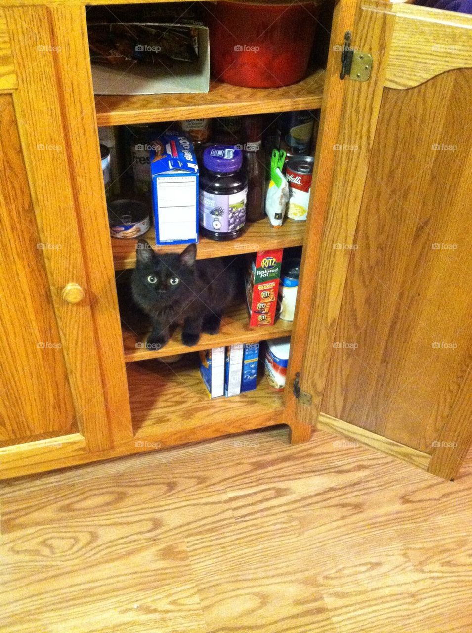 Kitten in cupboard