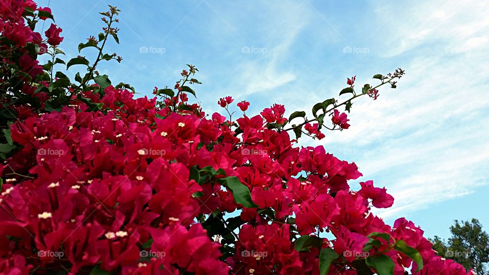 Red Bougainvillea . Climbing red Bougainvillea 