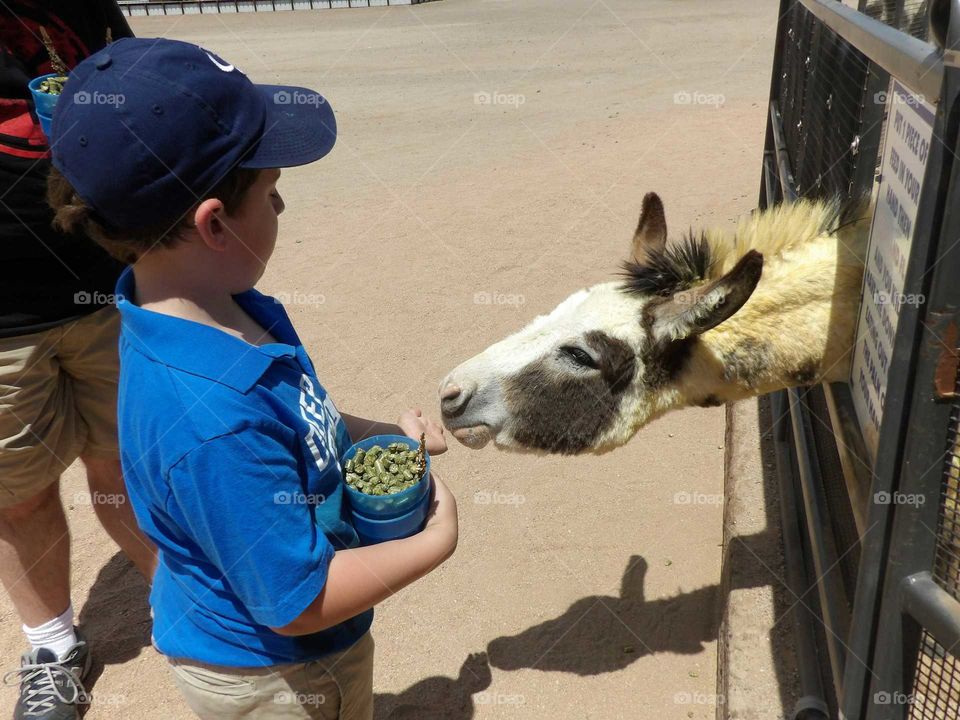 Feeding a donkey