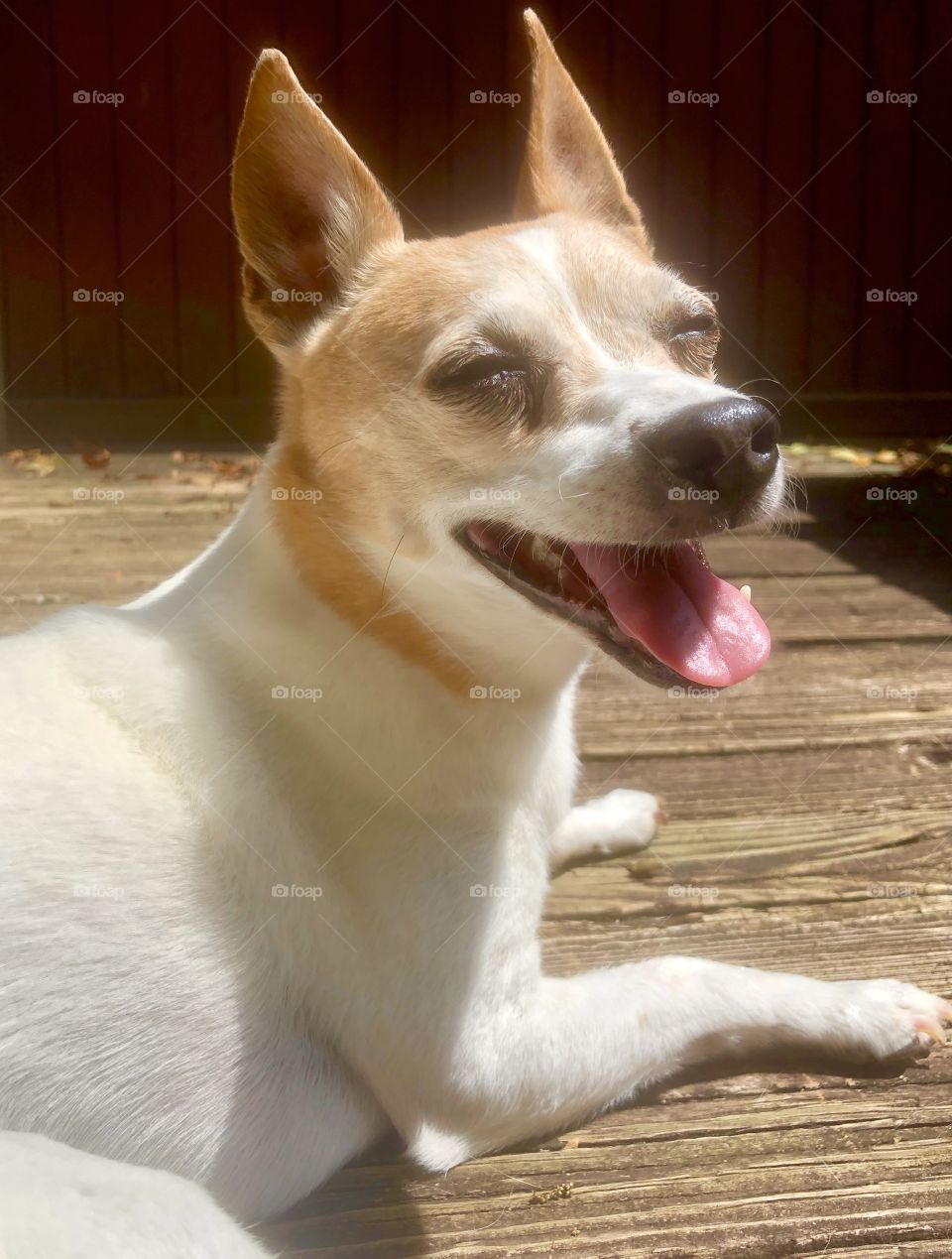Sweet little senior dog smiling in the sunshine 