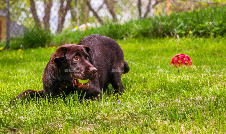 Love playin' some ball after a bath!