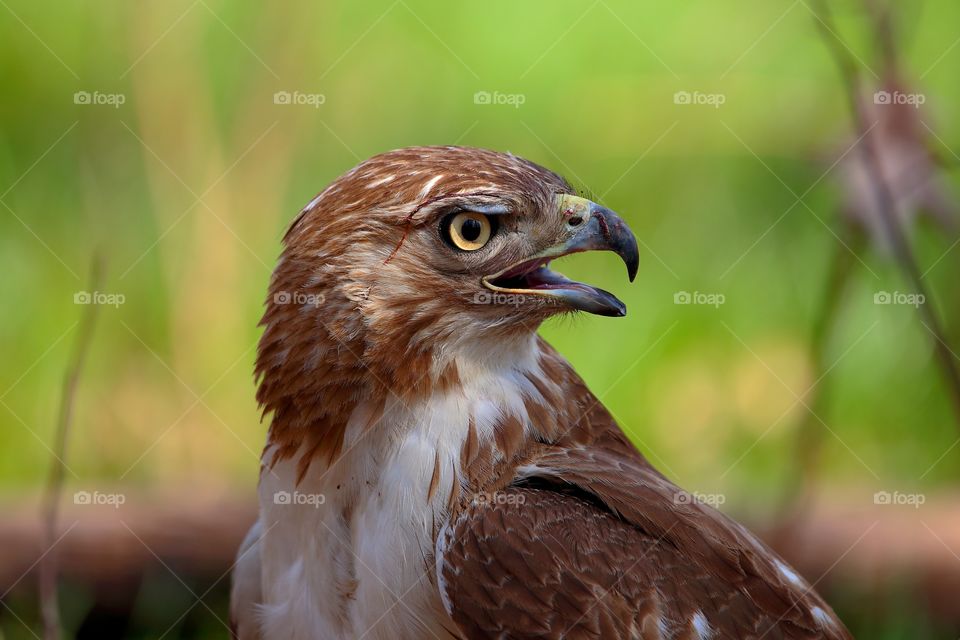 red-tailed hawk