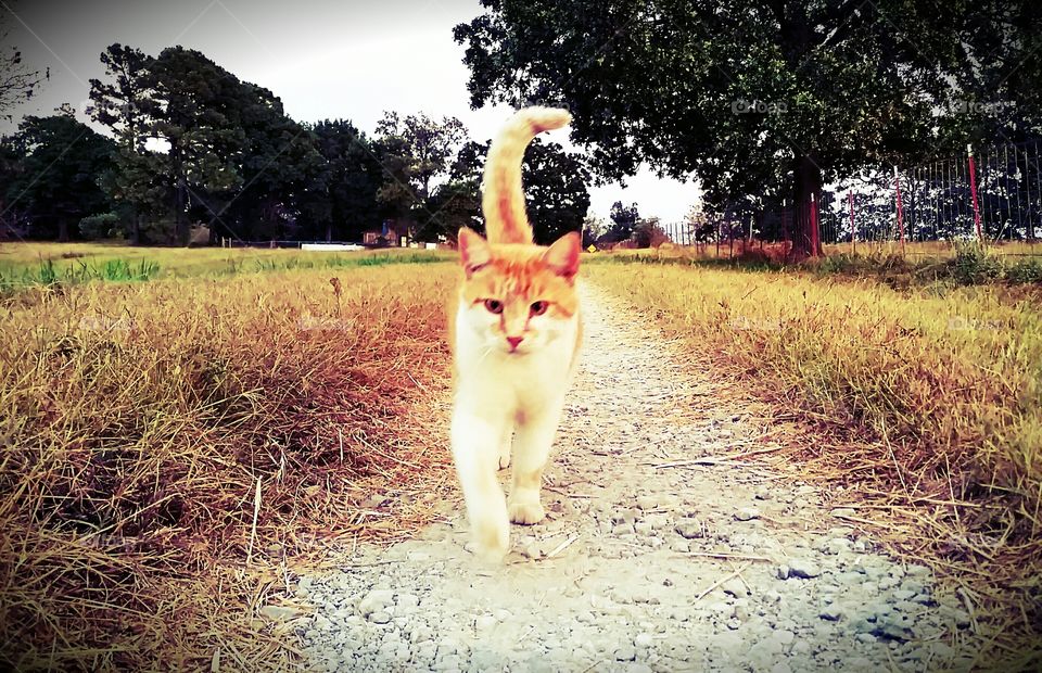 Cat walking in field
