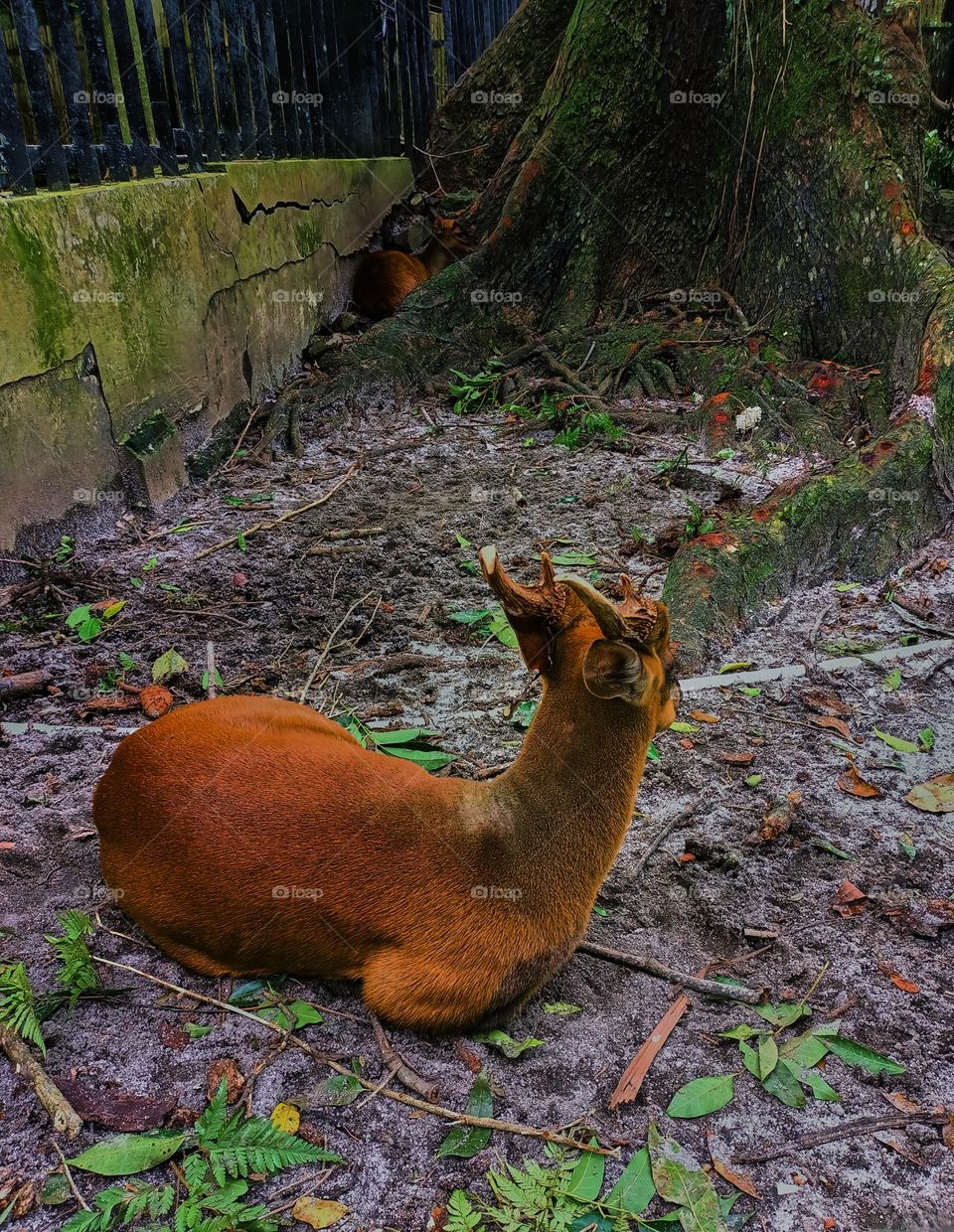 Reeves' muntjac, also known as the Chinese muntjac, is a species of muntjac found widely in southeastern China and Taiwan. Reeves's muntjac at Frankfurt Zoo in siantar, north sumatra, Indonesia