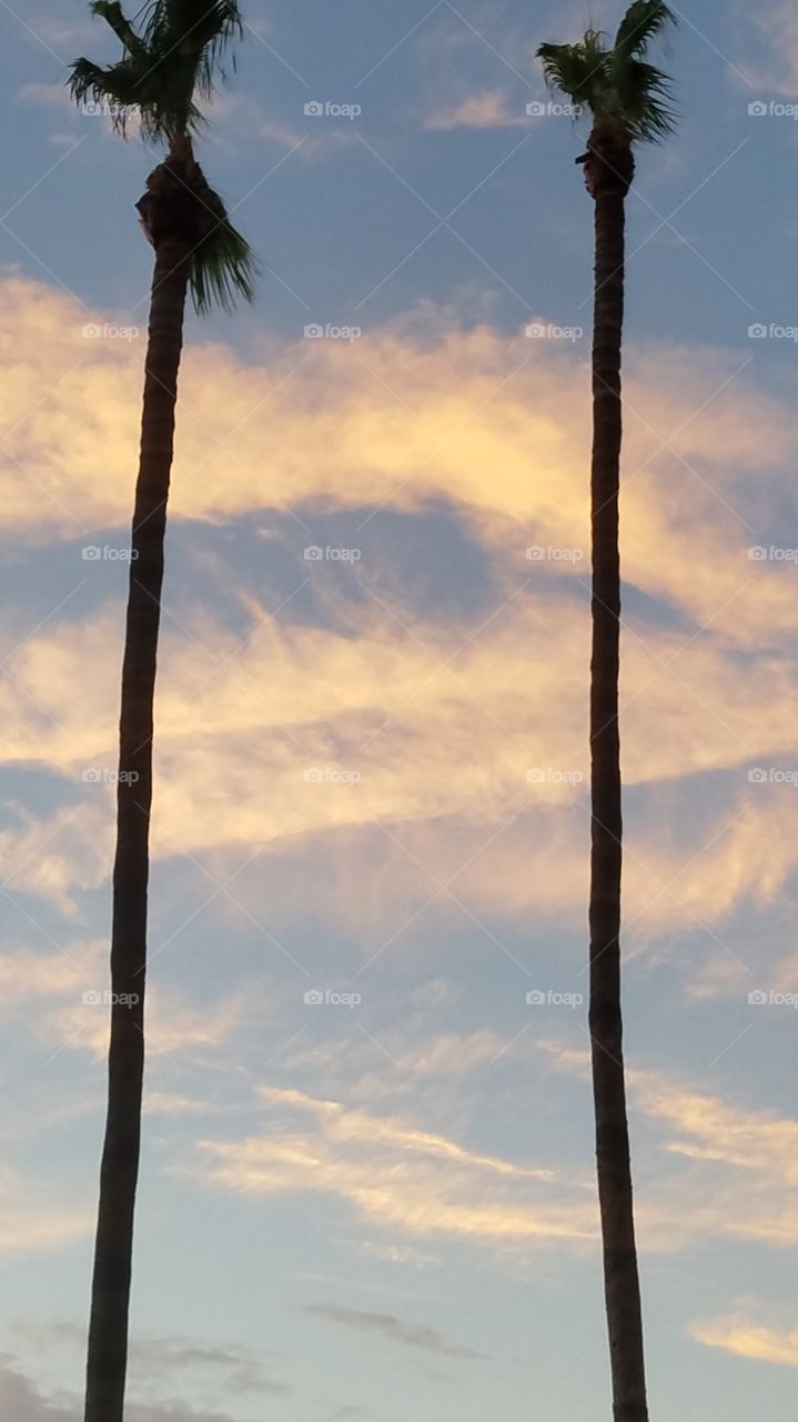 palm trees and sky