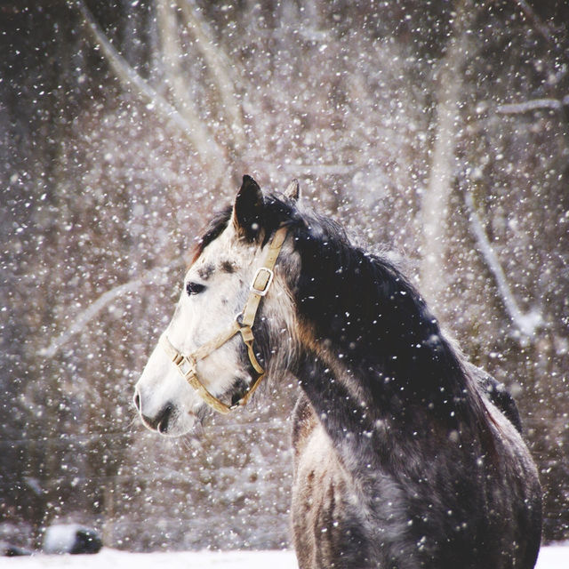 Horse in Snow