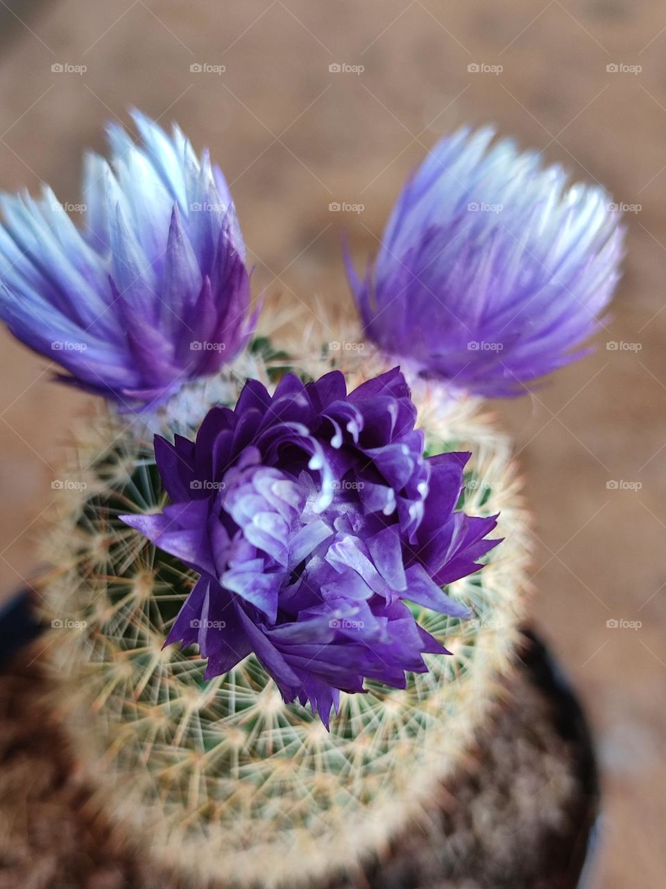 Cuctus blooming ,purple flowers