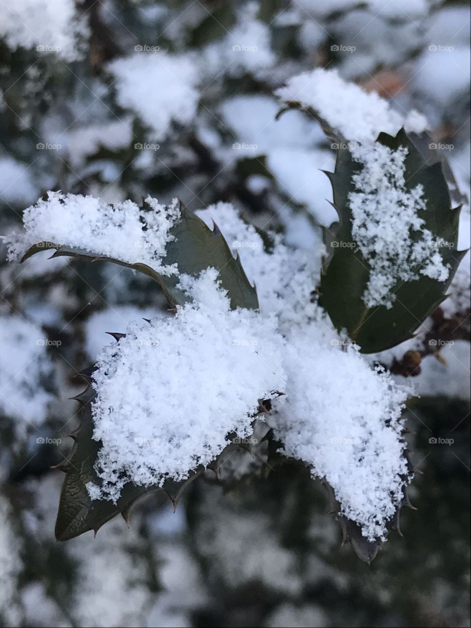 Delicate snowflakes 