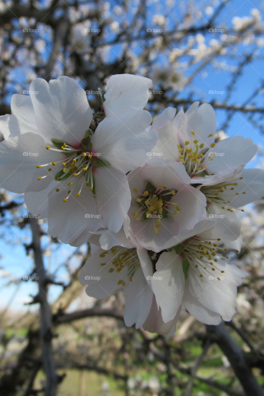 Almond Blossom