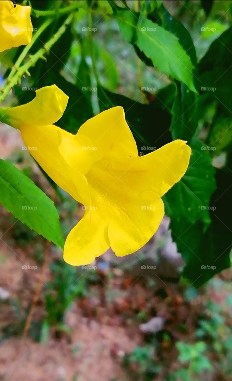 Yellow flower printout
