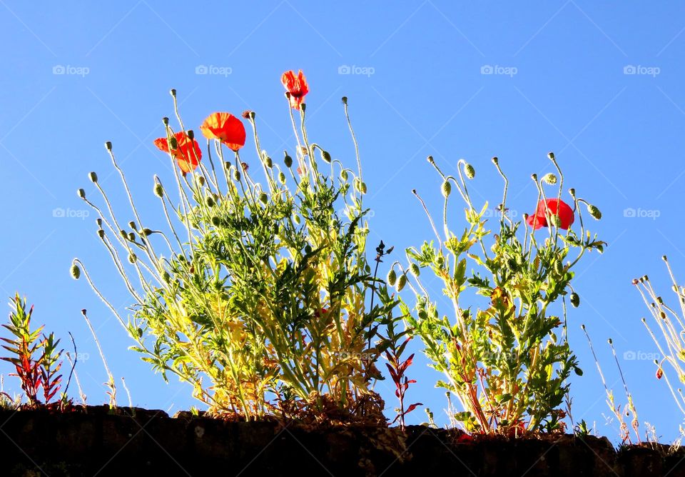 poppies