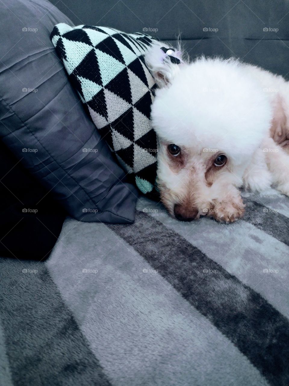 Luna... nossa bolinha de algodão.