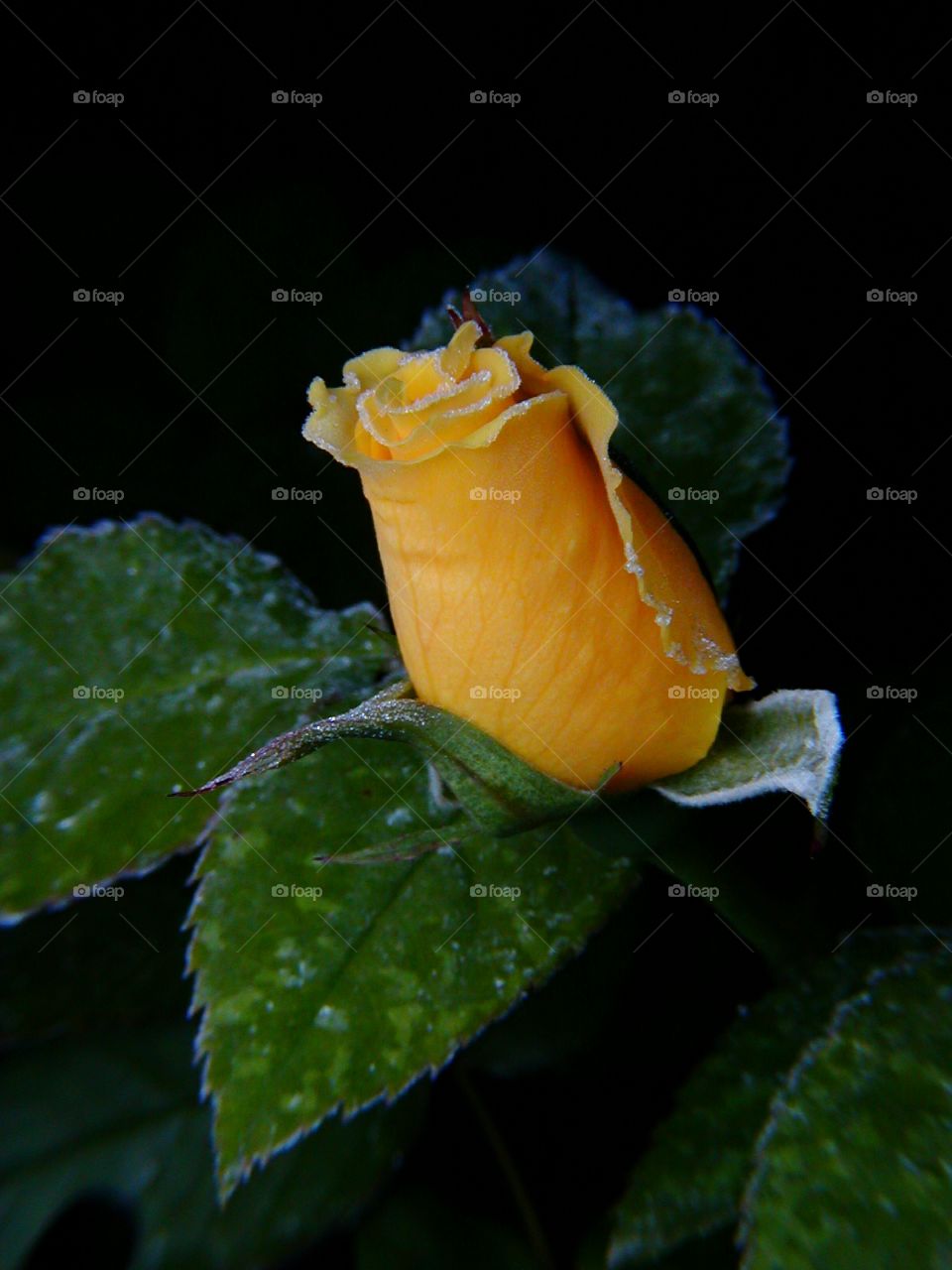 First frost on a yellow rose