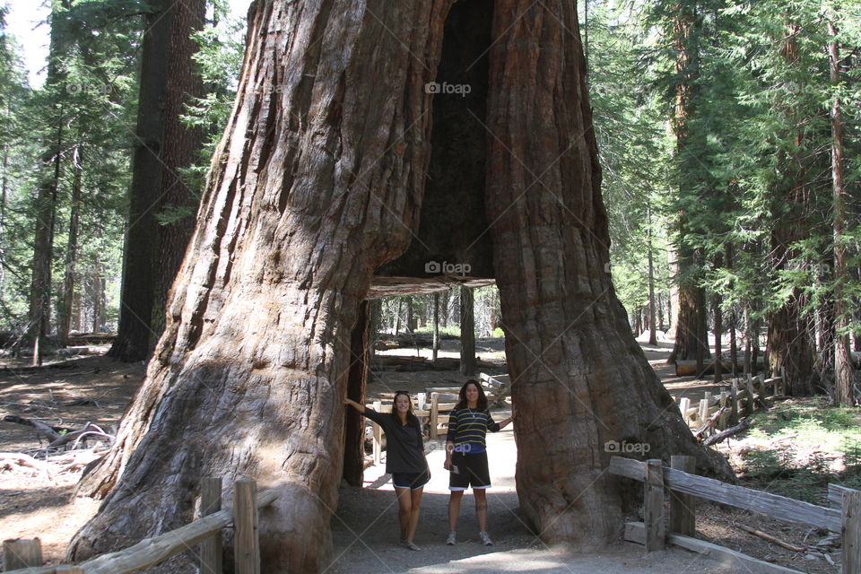 Tree tunnel 