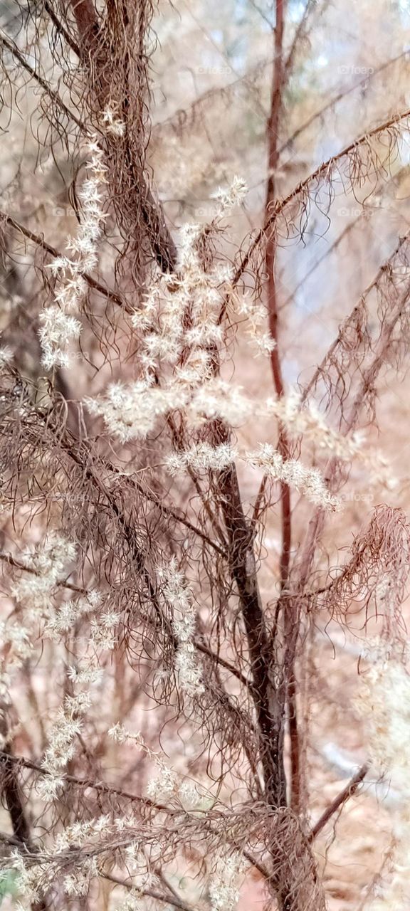 nature foliage in fall or winter. wedding elegance in nature. snowy white flowers in fall setting. background photo