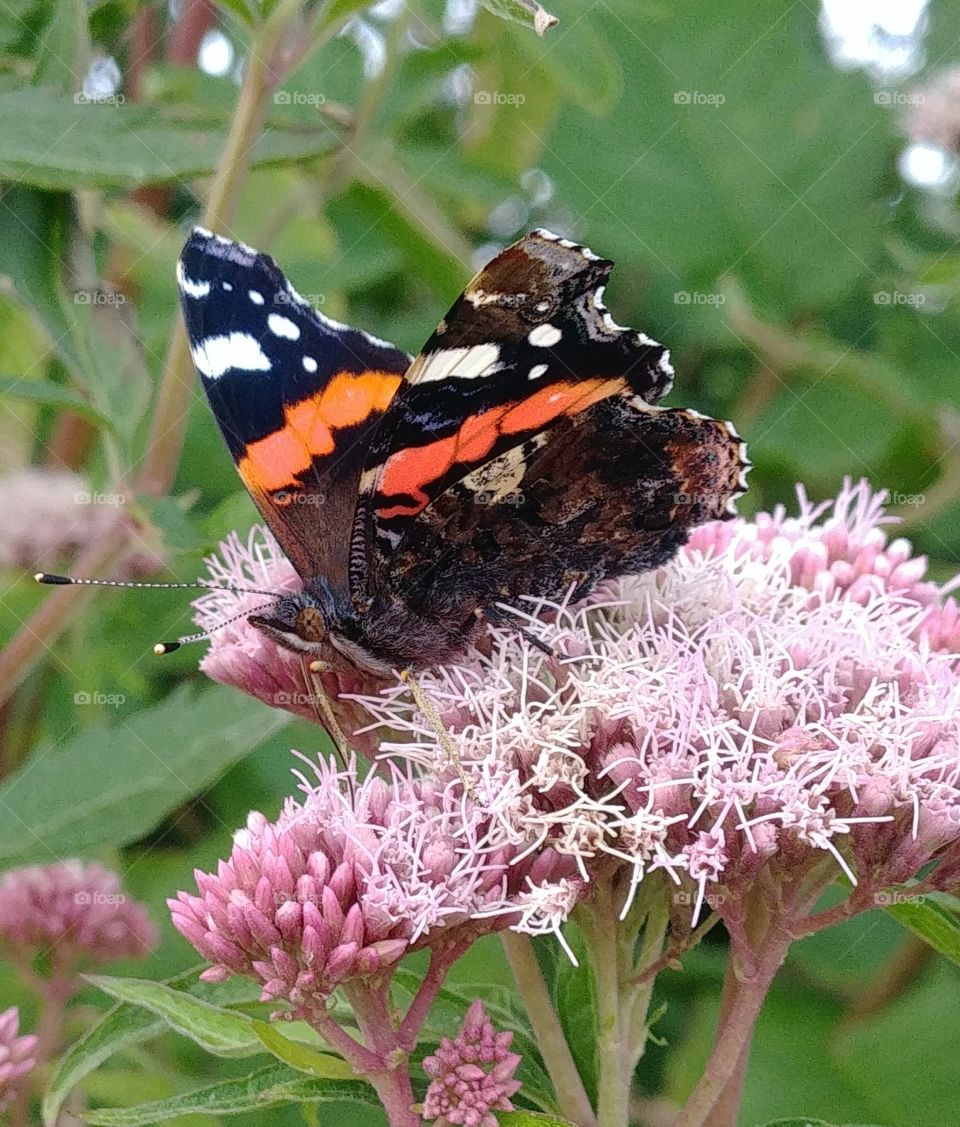 insekt Schmetterling butterfly flower Blume blühen nektar lila rosa