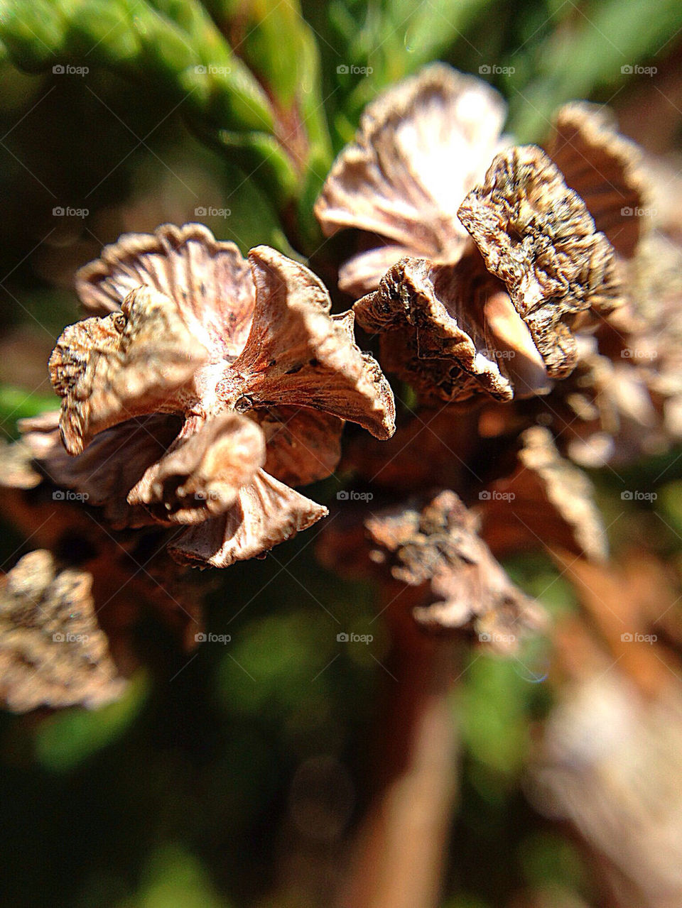 Pain tree tiny flowers collection