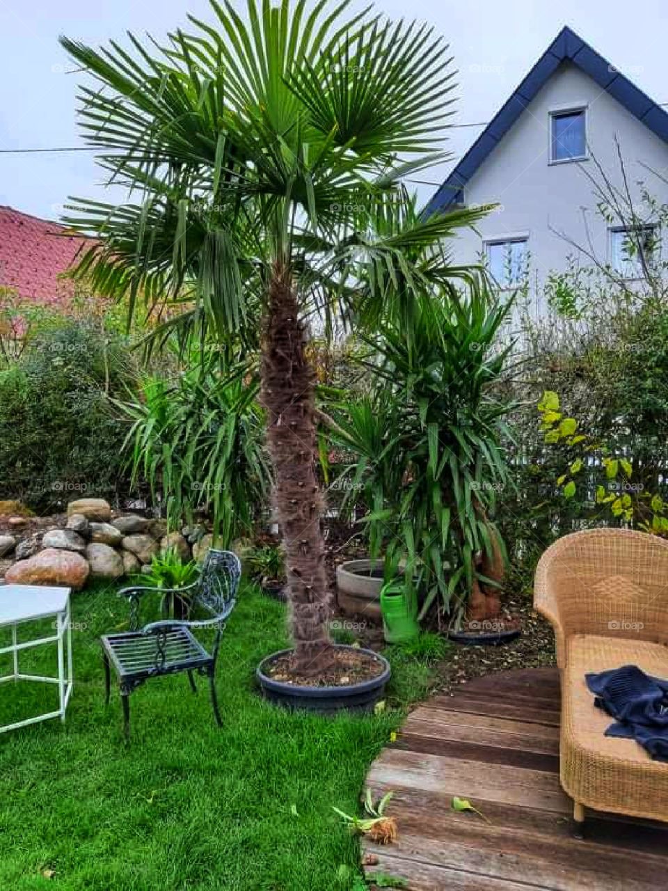 Nice palm in the yard