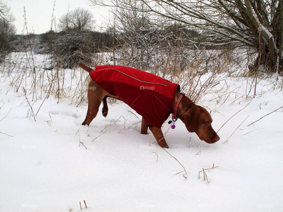 Bella in the snow