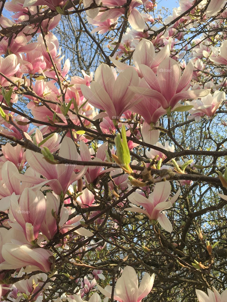 First leaf on magnolia tree