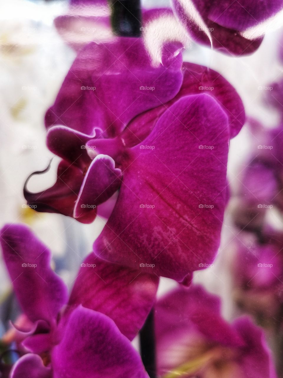 Flower, Flora, Nature, Beautiful, Garden