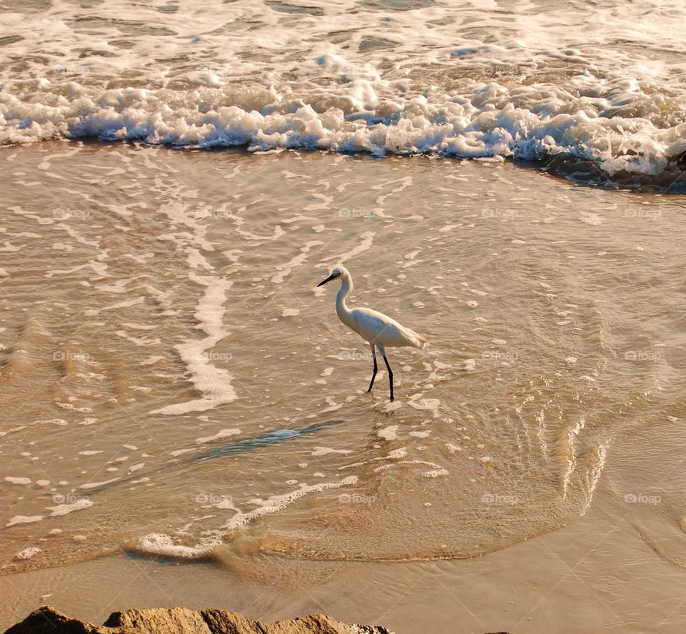 High angle view of crane on sea