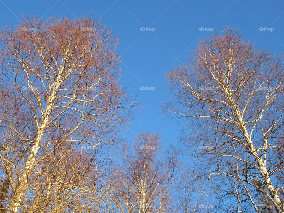 blue sky of spring in the Urals in Russia, March