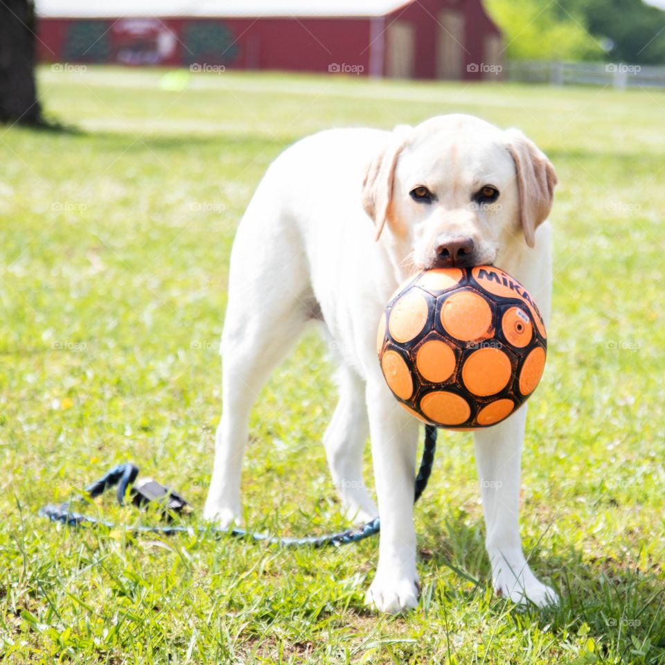 Cute dog that wants to play ball