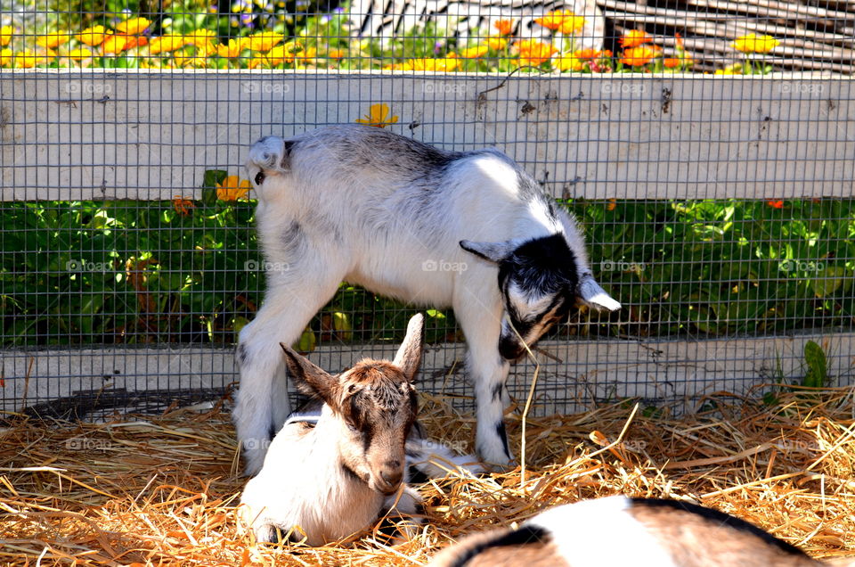 Baby Goats