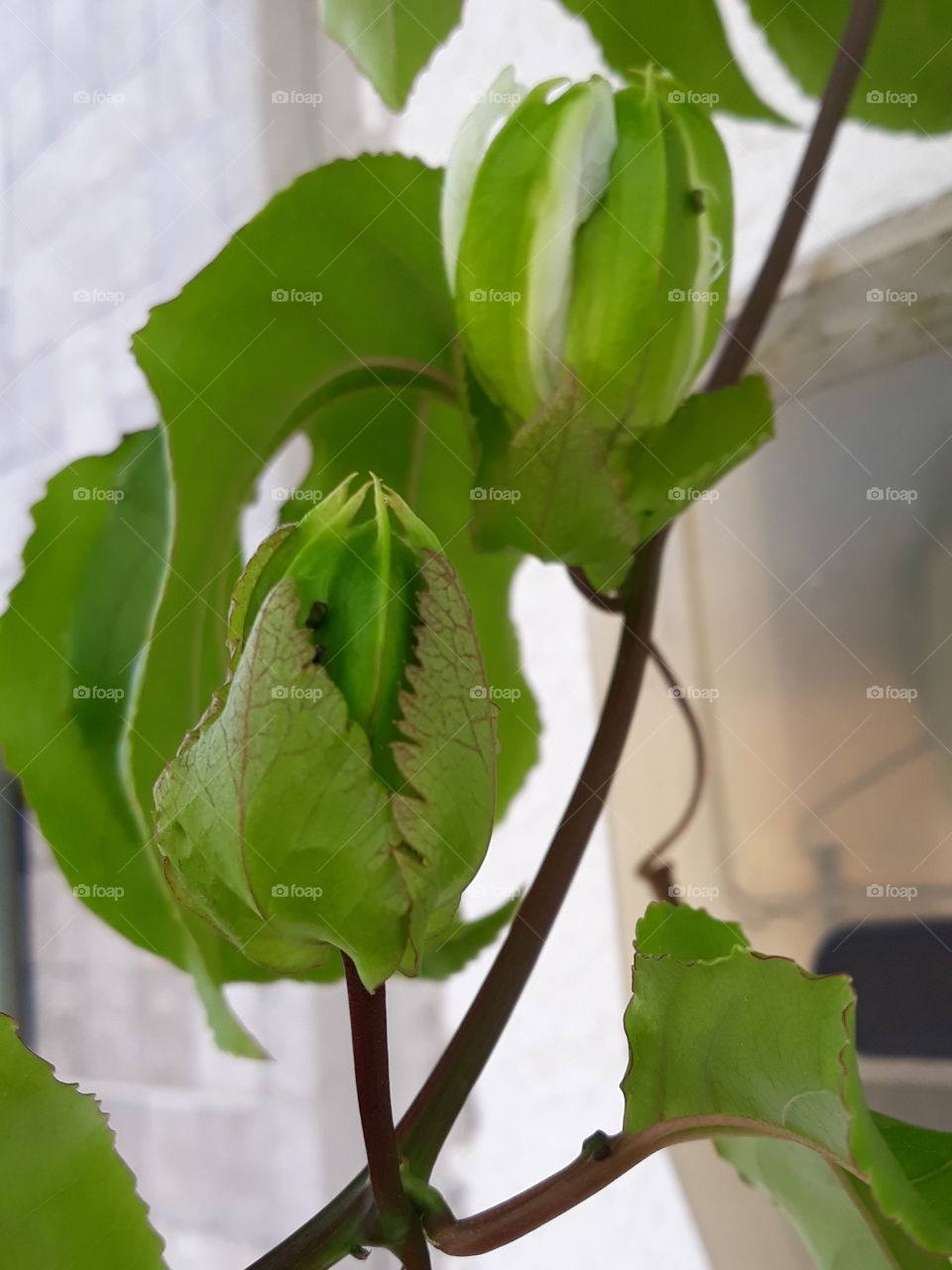 double Passion fruit