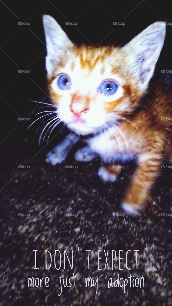 IDON EXPECT more Just my adoption