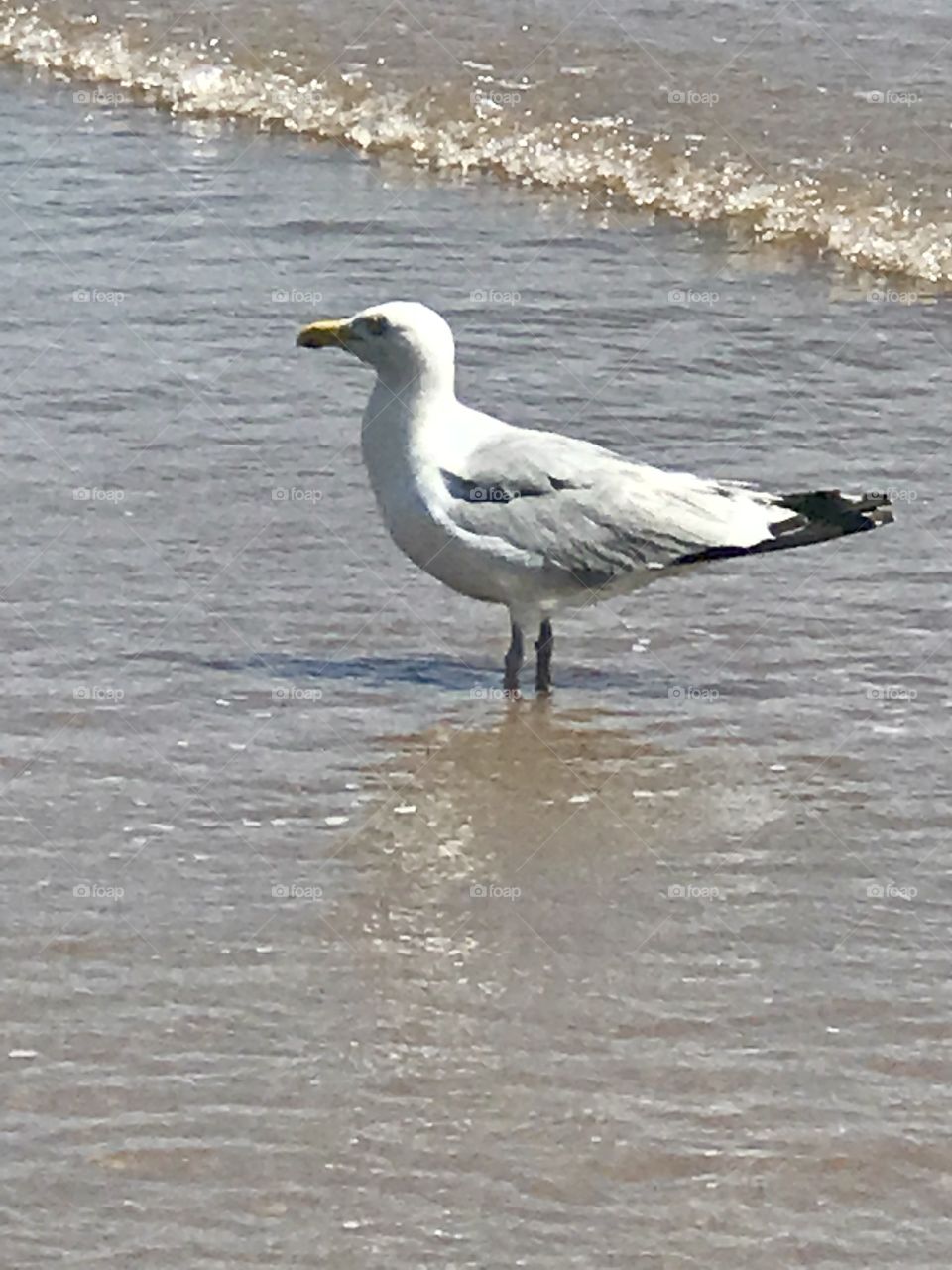 Seabird on the beach
