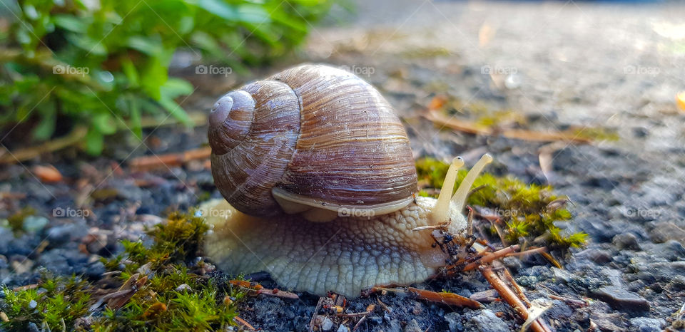 snail