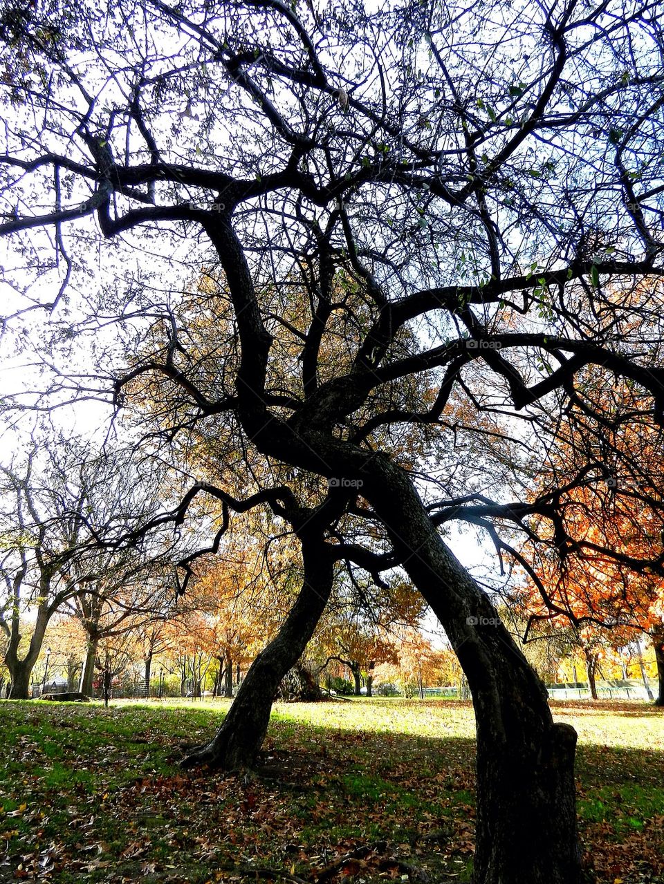 Tree Embrace