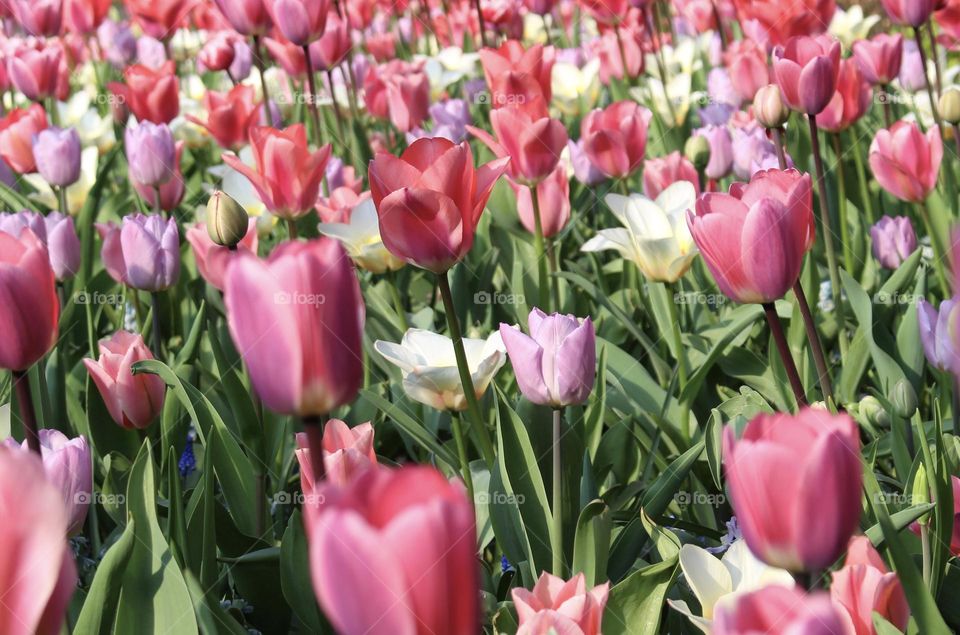 Tulip colours of spring