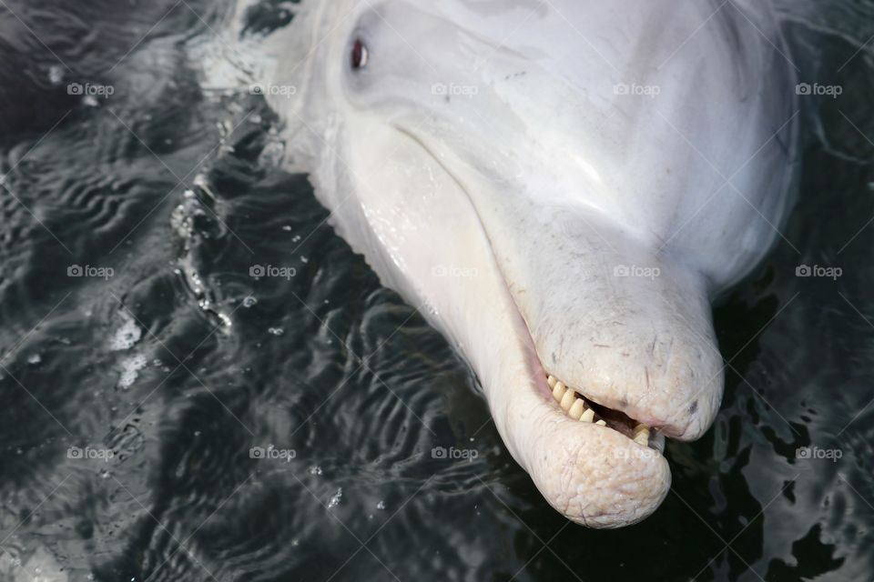 Front view head shot wild dolphin closeup 