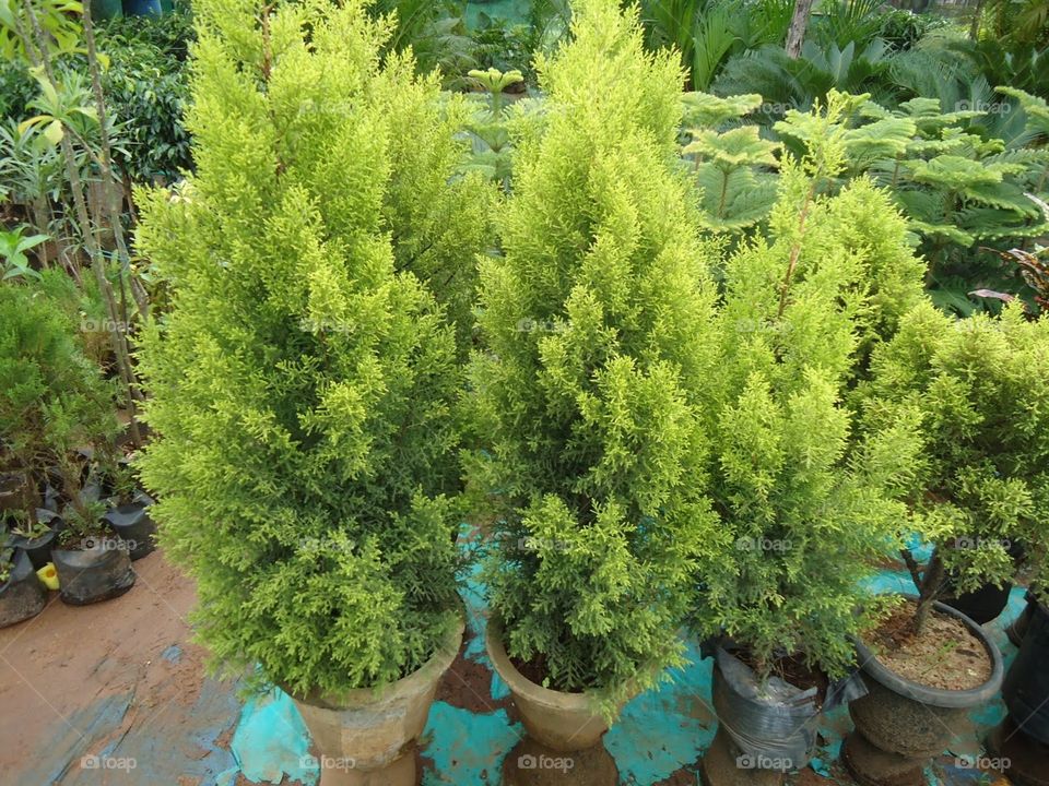 show trees for decoration