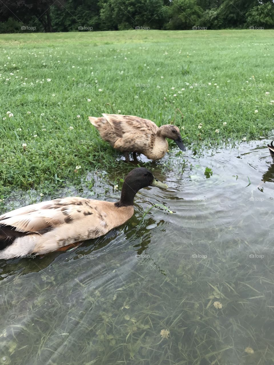 Ducks 