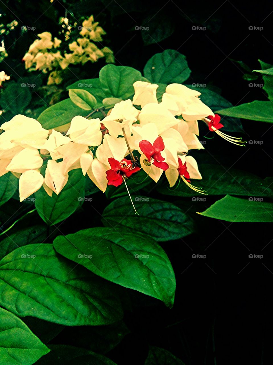 flower esuk sore (INDONESIA FLOWER)