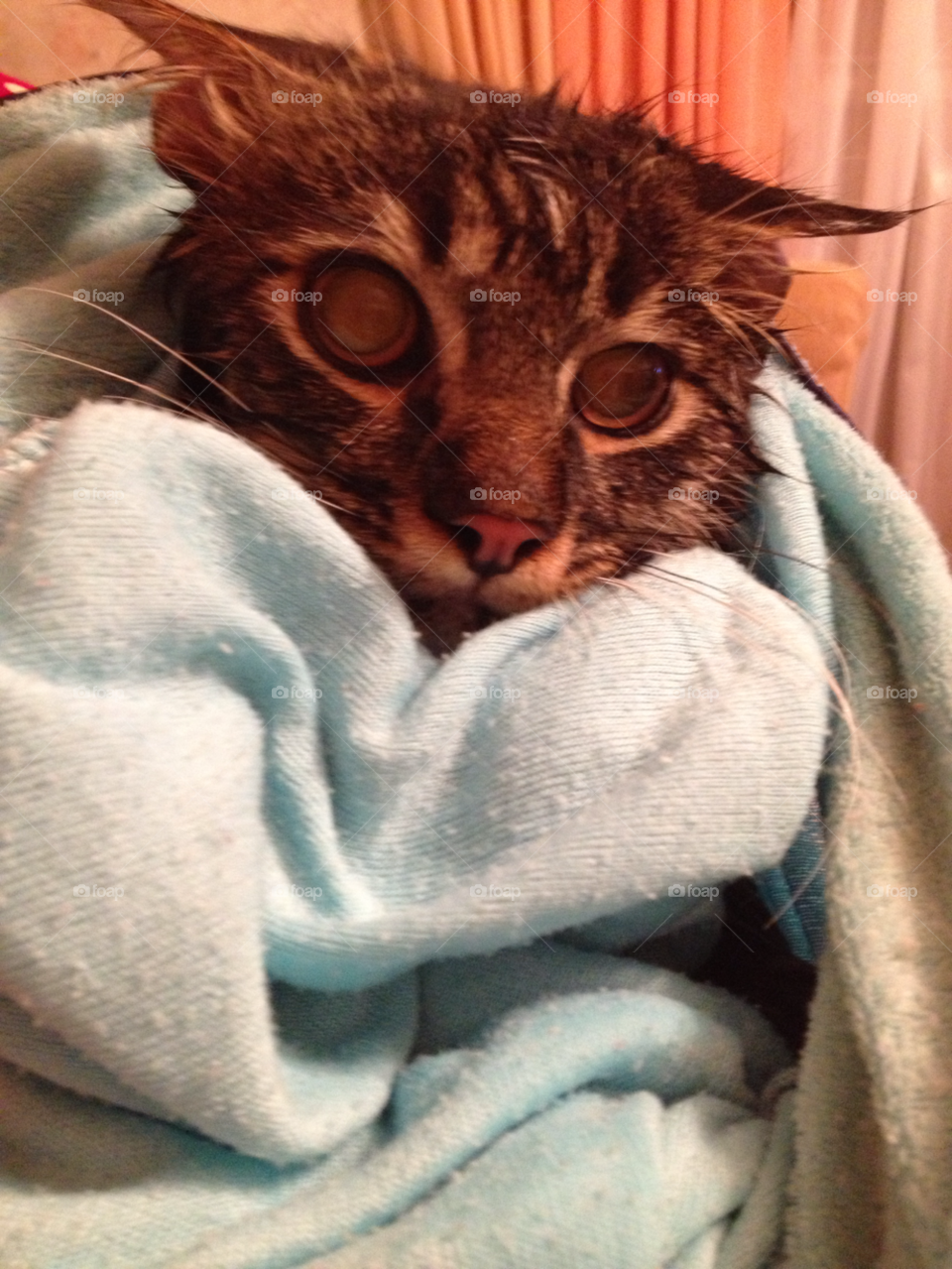 cat wet home clean by lanocheloca