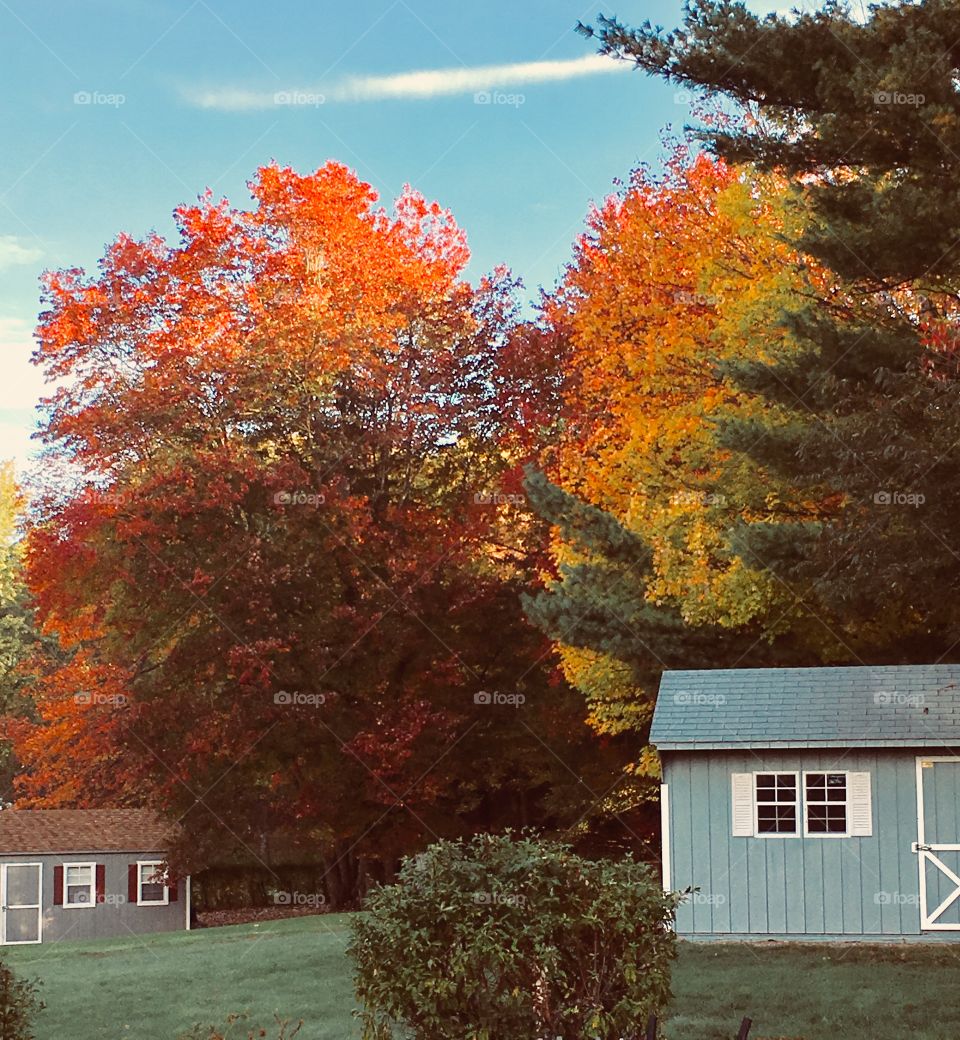 Backyard Sheds with fall-colored trees